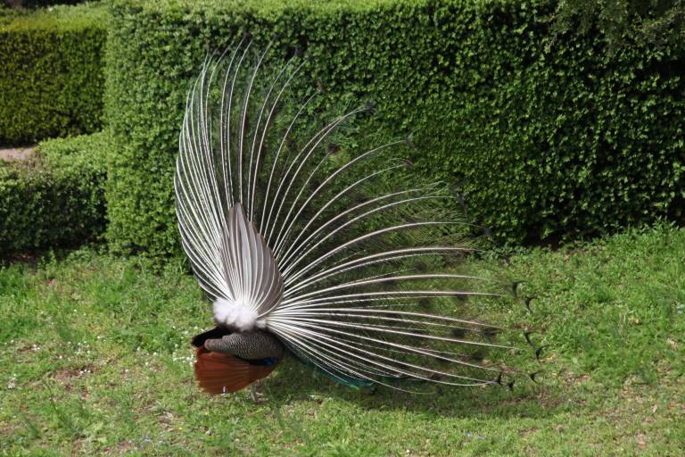 Marqueyssac