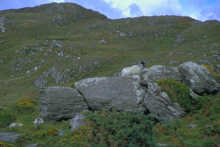 Ring of Beara