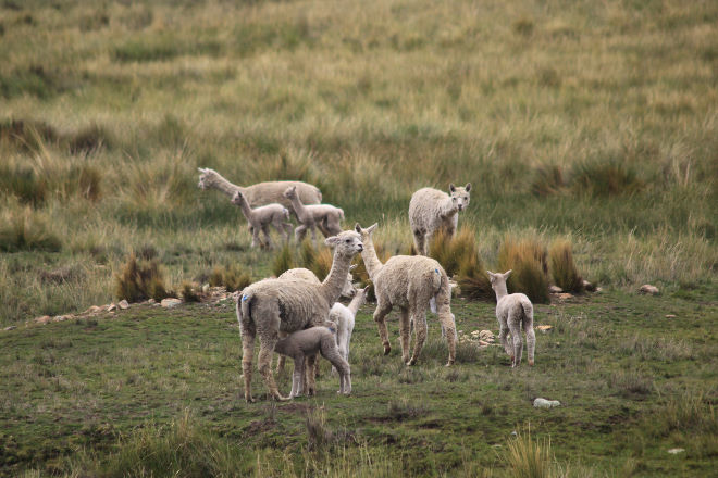 Andean Explorer