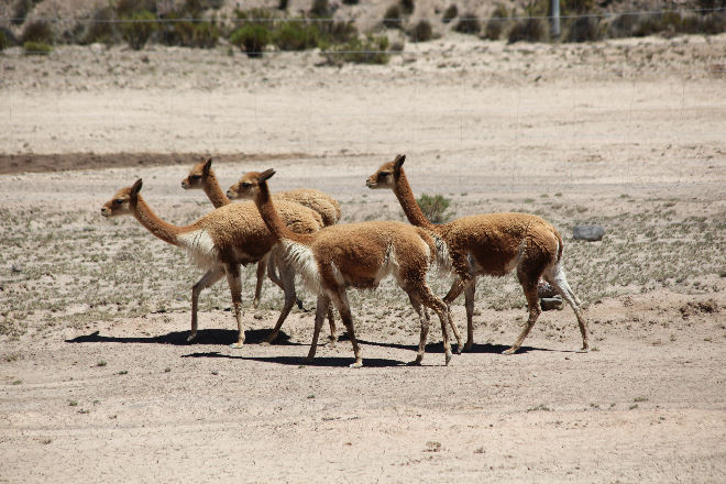 Vicuna