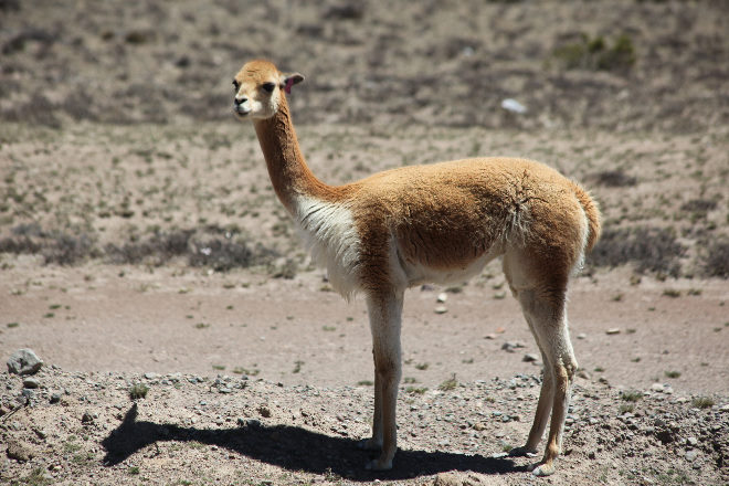 Vicuna