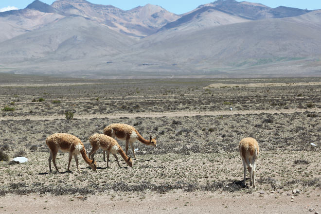 Vicuna