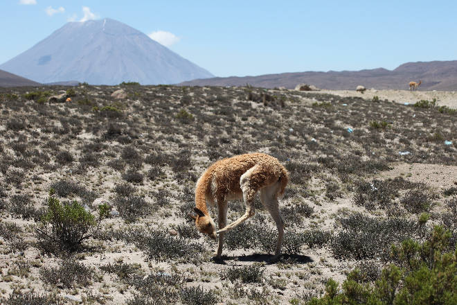 Vicuna