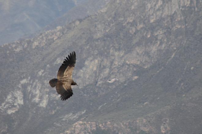 Condor