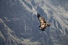 Condor