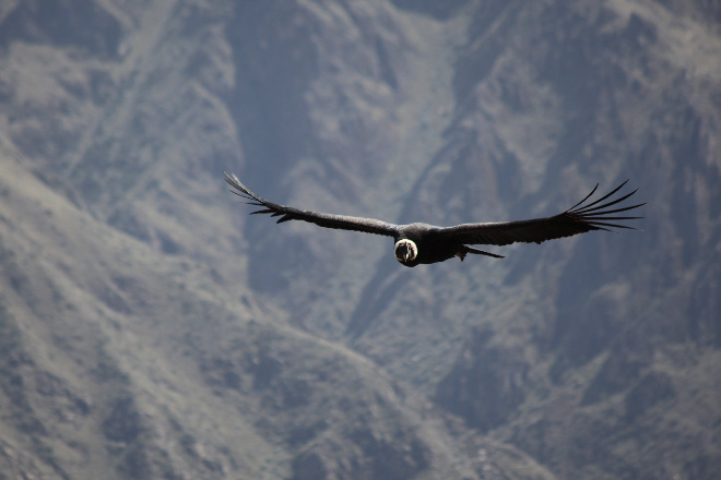 Condor