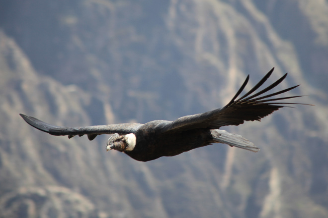 Condor