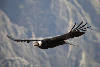 Condor