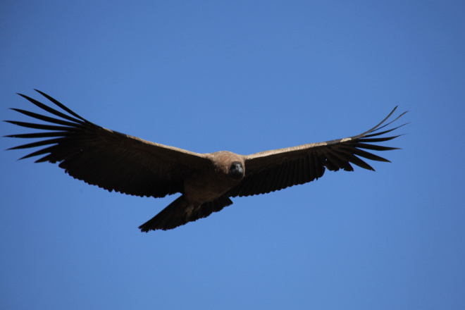 Condor