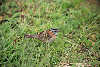 Caracara