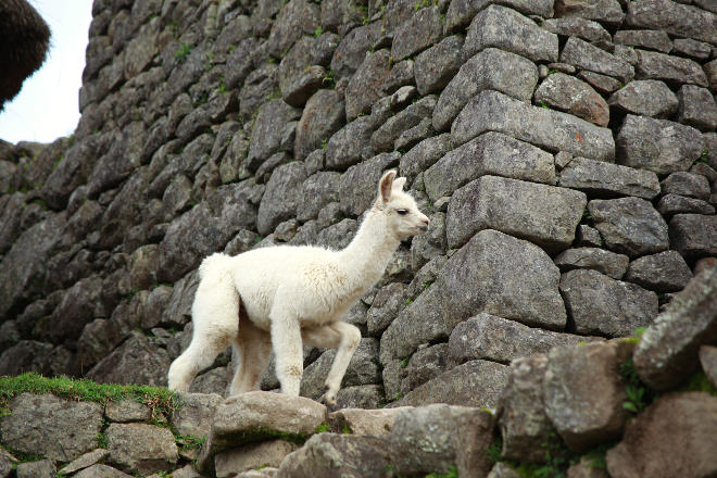 Llama