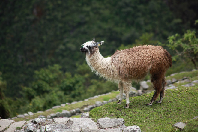 Llama