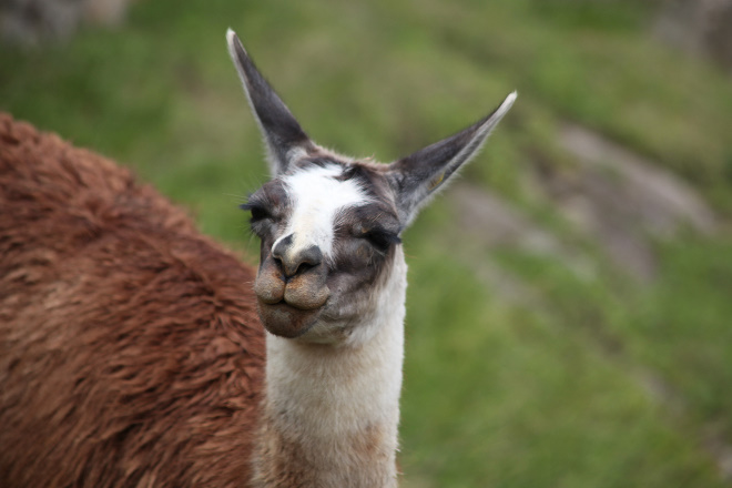 Llama