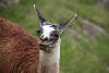 Llama