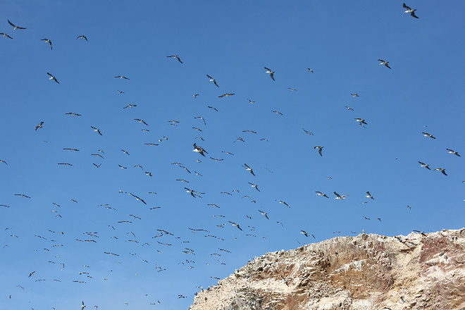 Islas Ballestas