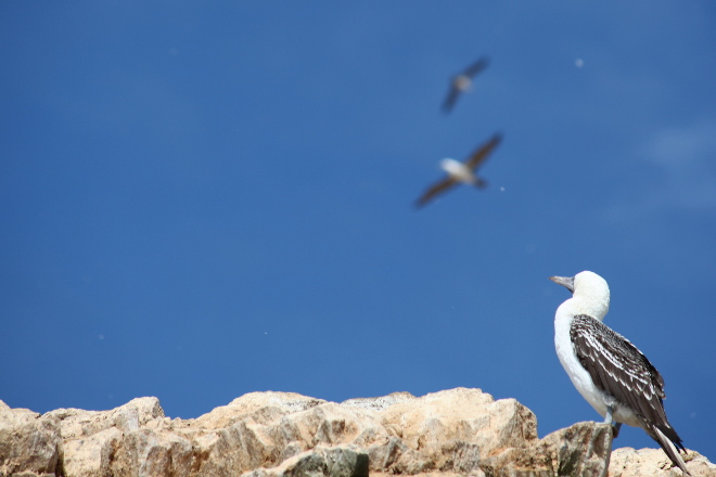 Islas Ballestas