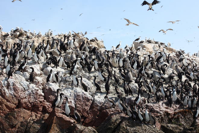 Islas Ballestas