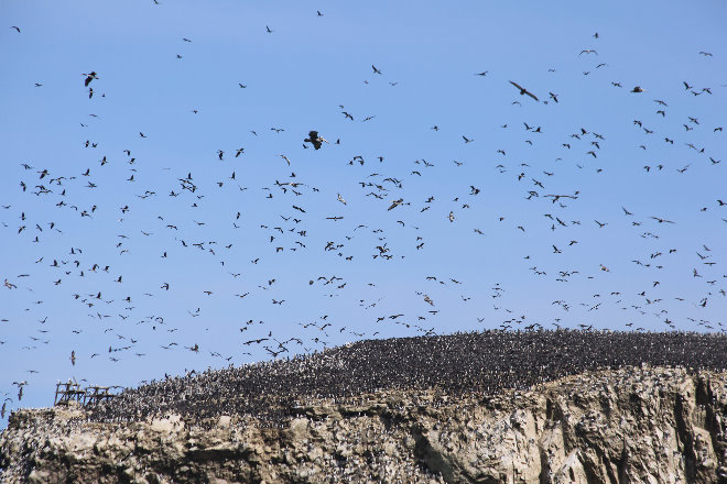 Islas Ballestas