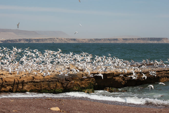 Reserva Nacional de Paracas