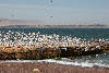 Reserva Nacional de Paracas