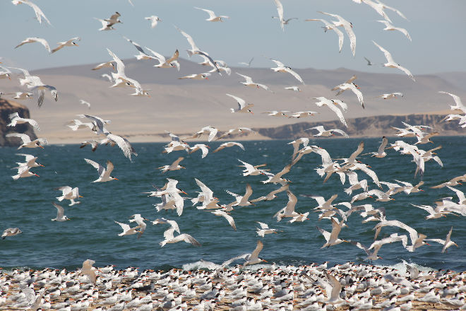 Reserva Nacional de Paracas