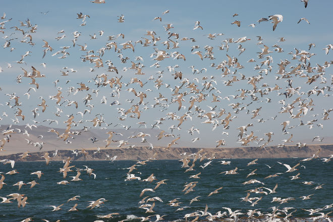 Reserva Nacional de Paracas