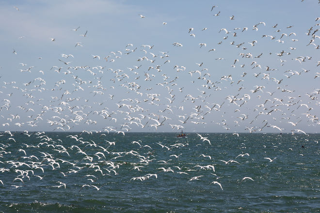 Reserva Nacional de Paracas