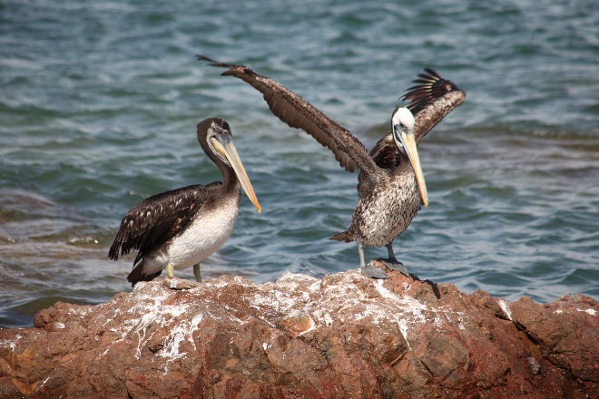 Reserva Nacional de Paracas