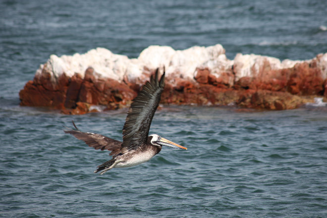 Reserva Nacional de Paracas