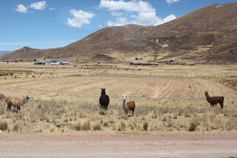 Andean Explorer