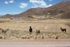 Andean Explorer