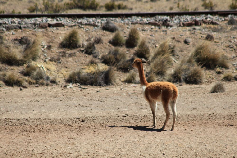 Vicuña