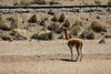 Vicuña