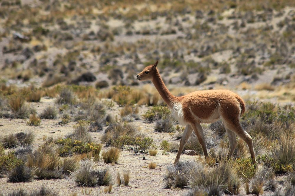 Vicuña