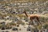 Vicuña