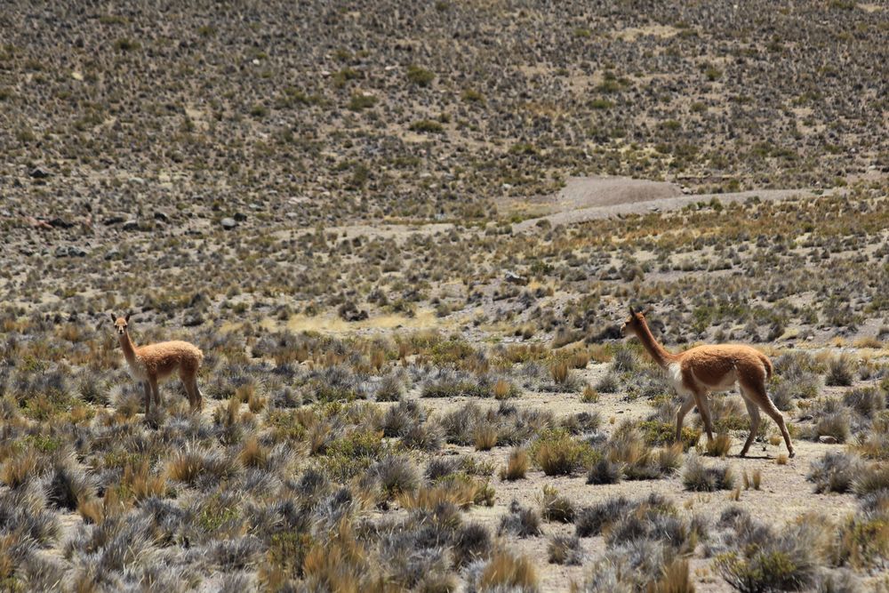Vicuña