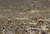 Vicuña