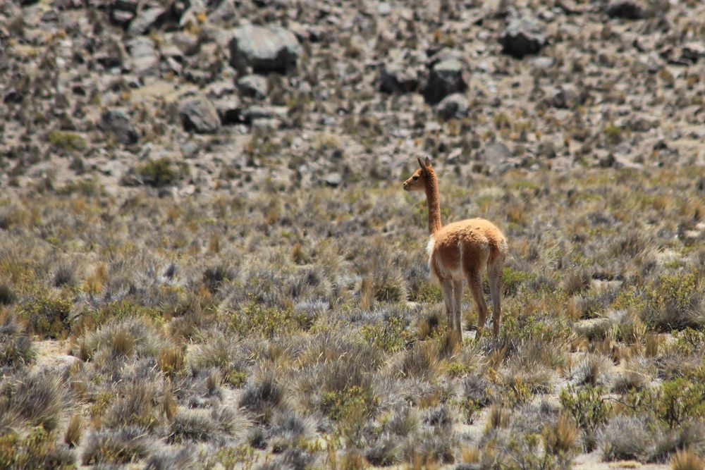 Vicuña