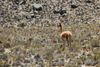 Vicuña