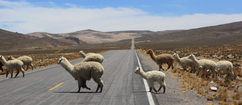 Alpaca
