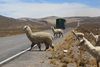 Alpaca