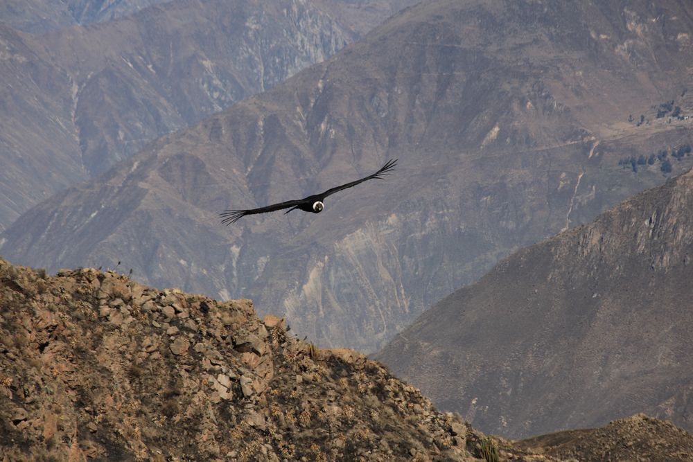 Cruz del Condor 