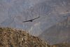 Cruz del Condor