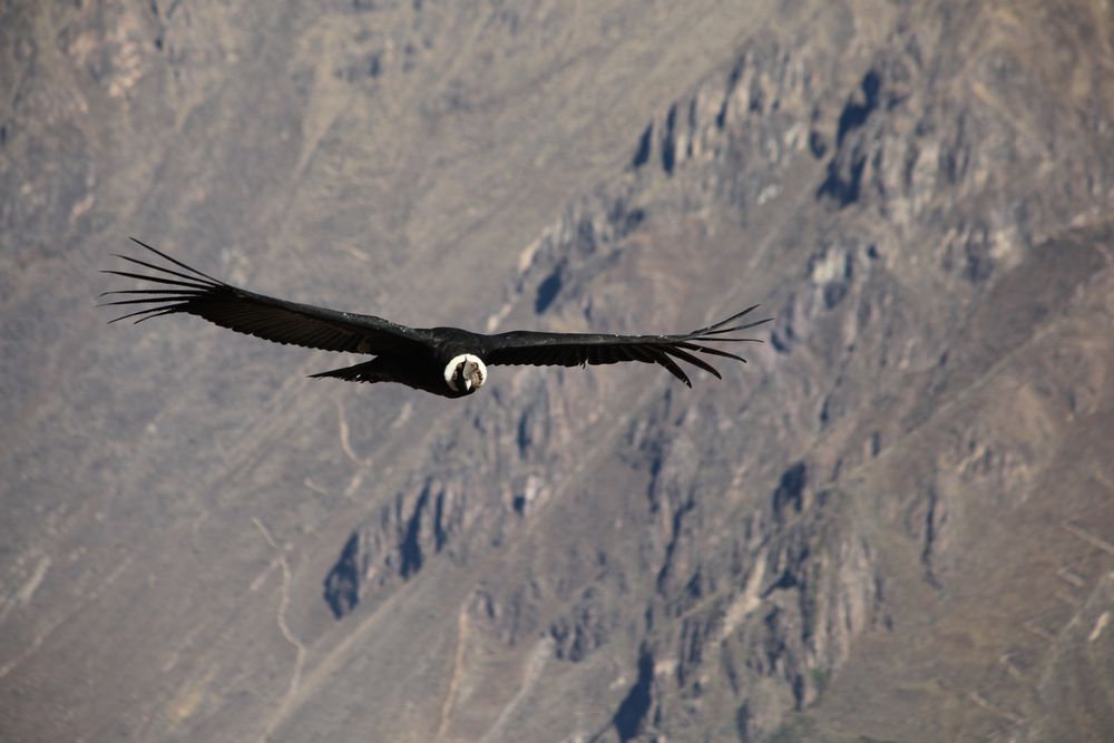 Cruz del Condor 