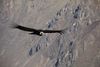 Cruz del Condor