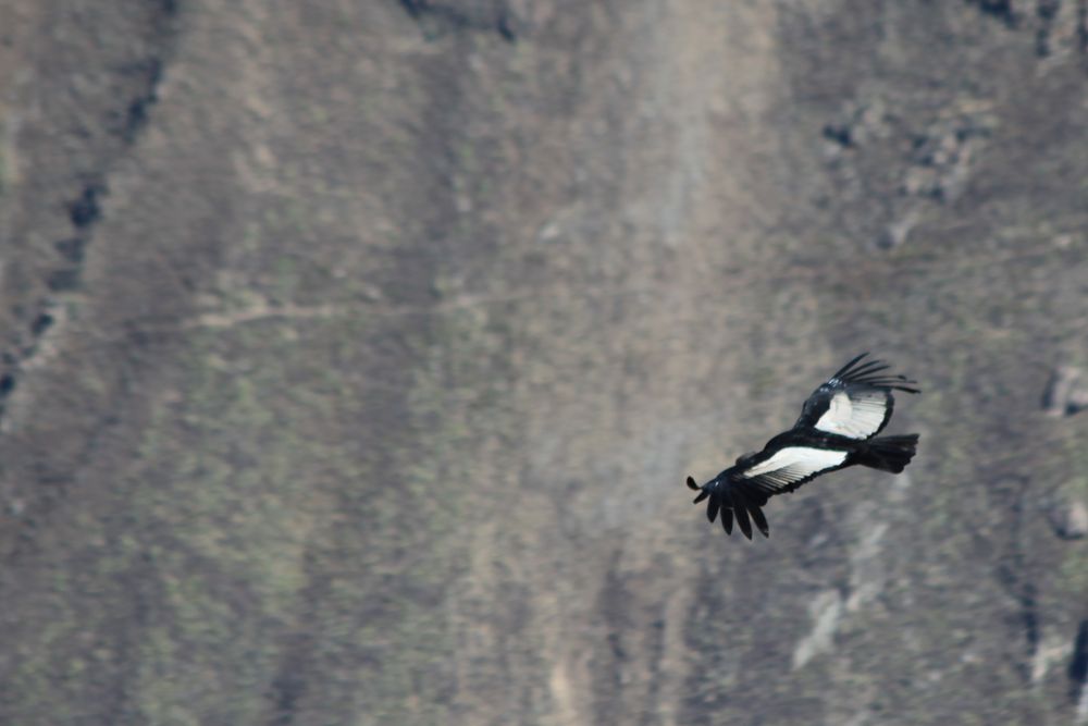Cruz del Condor 