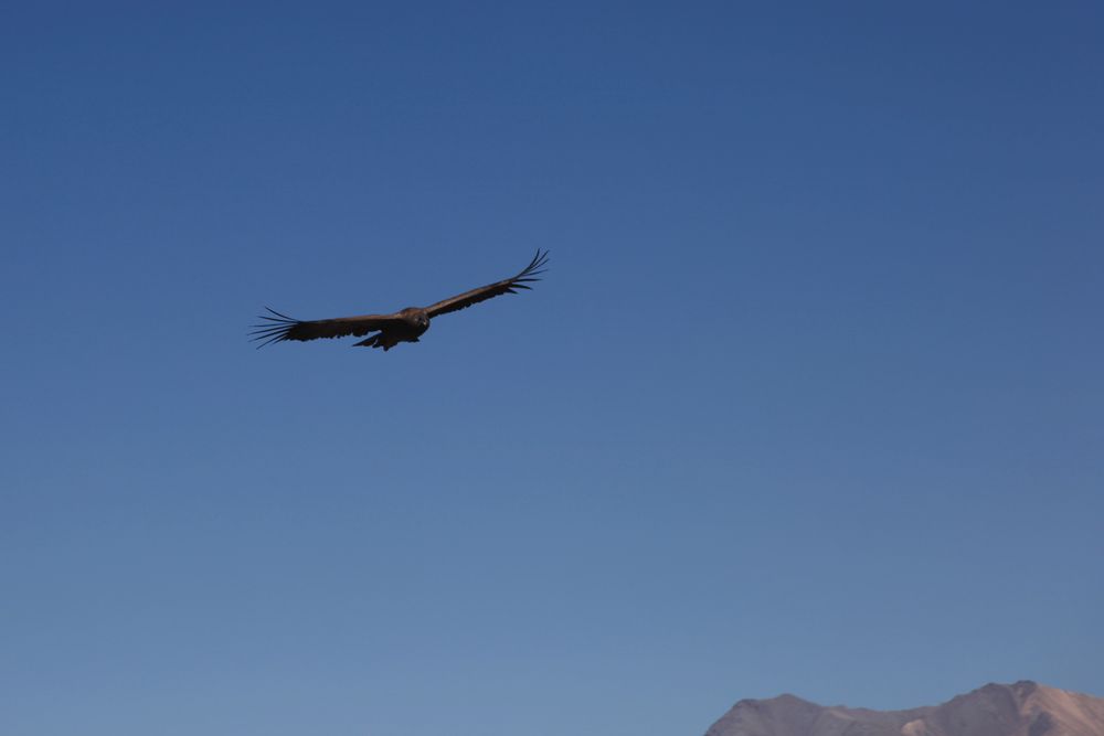 Cruz del Condor 