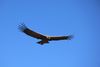 Cruz del Condor