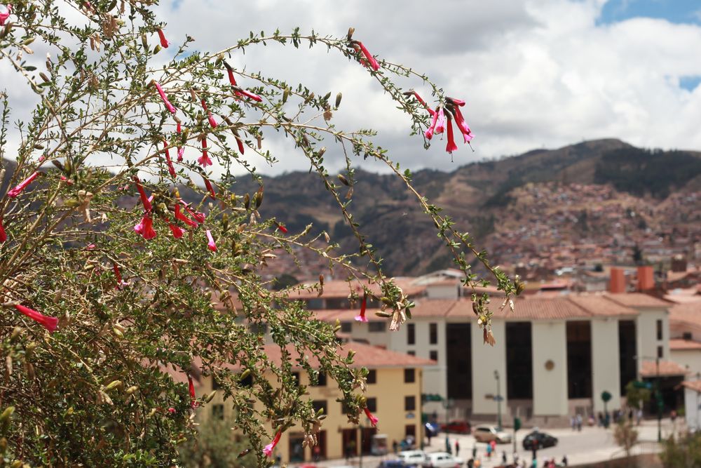 Cuzco