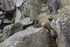 Machupicchu 